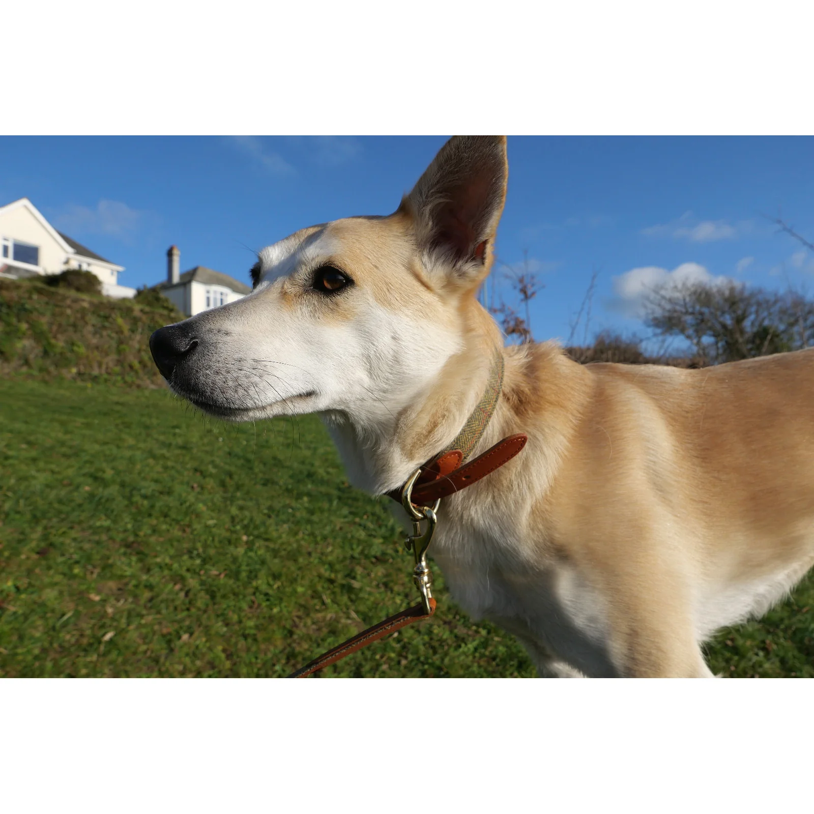 Herring Barney Dog Lead in tan and tweed - Image 5