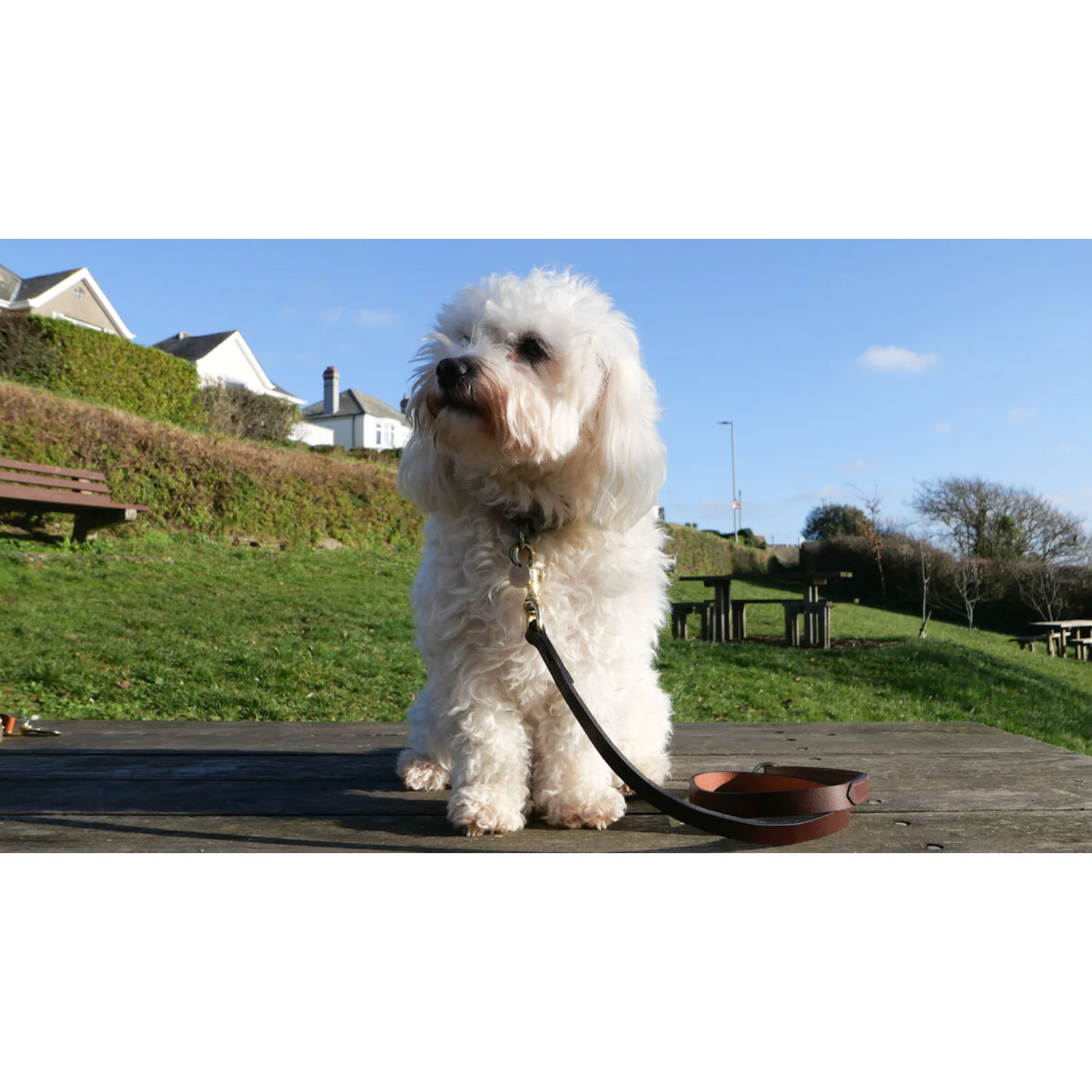 Herring Petra Dog Lead in brown - Image 5